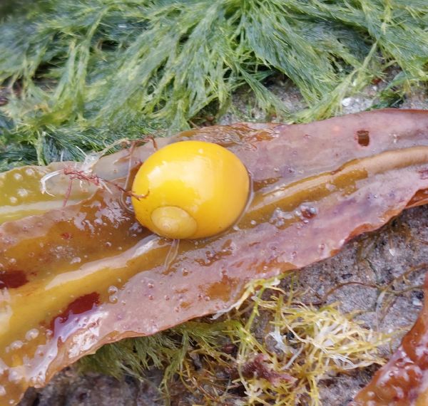 A flat periwinkle on seaweed