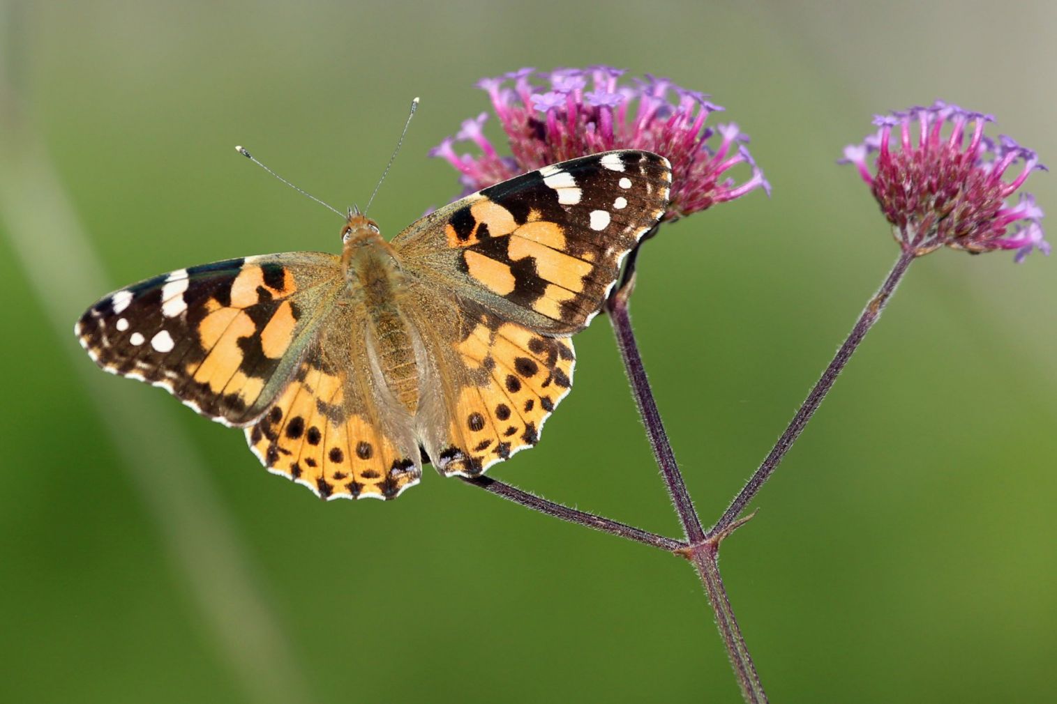 Search for National Butterfly Recorder - Biosphere