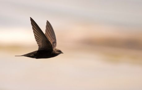 Swifts, urban biodiversity and development - Biosphere